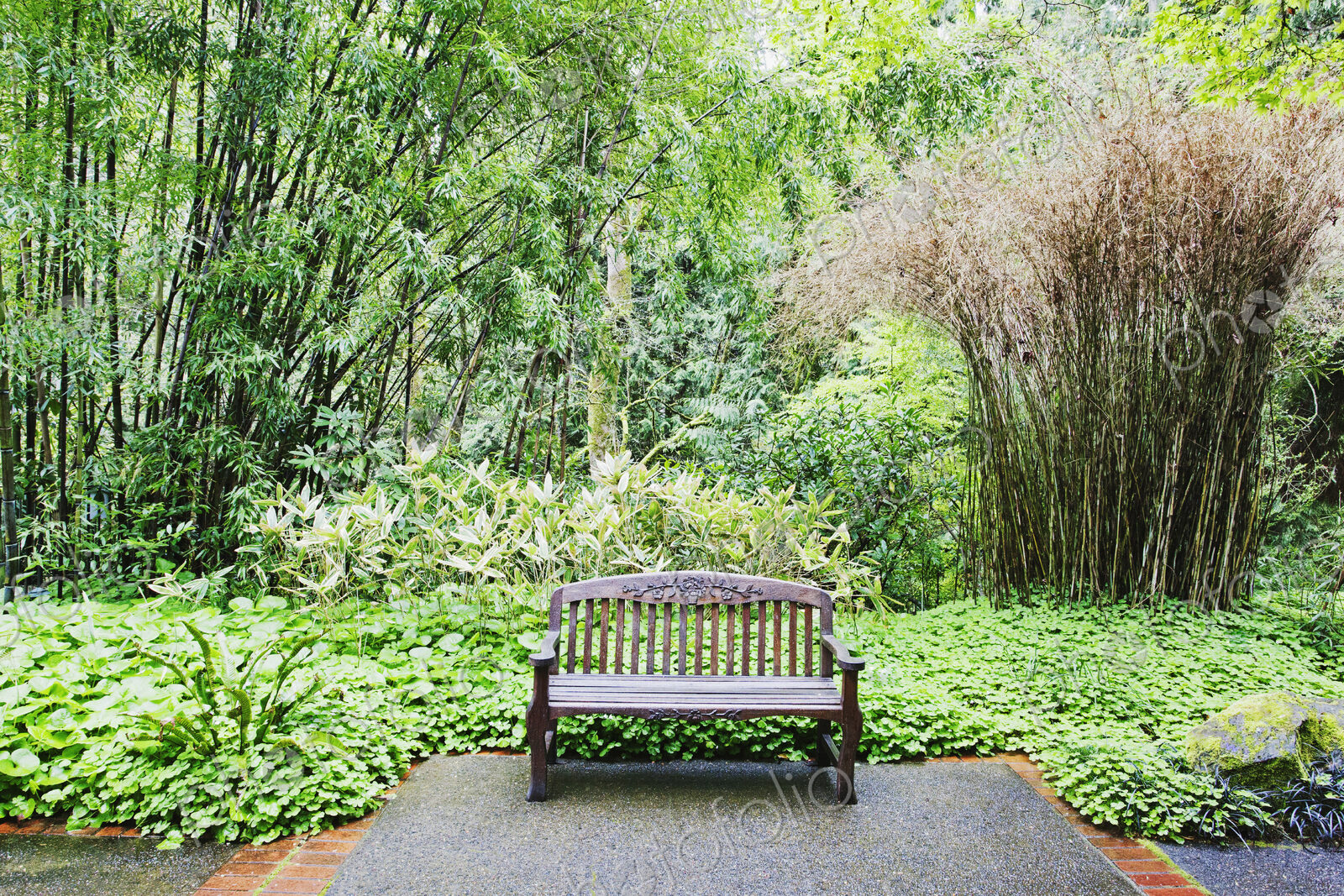 Bench in lush park, Portland, Oregon, United States