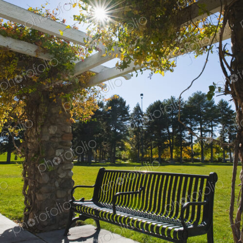 Bench seat under a pergola with climbing plants offering shade