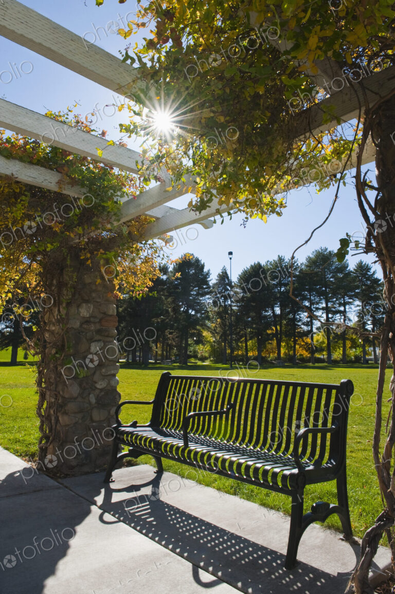 Bench seat under a pergola with climbing plants offering shade