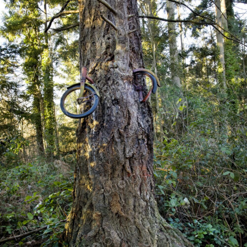 Bicycle lodged in tree in forest Bicycle lodged in tree in forest