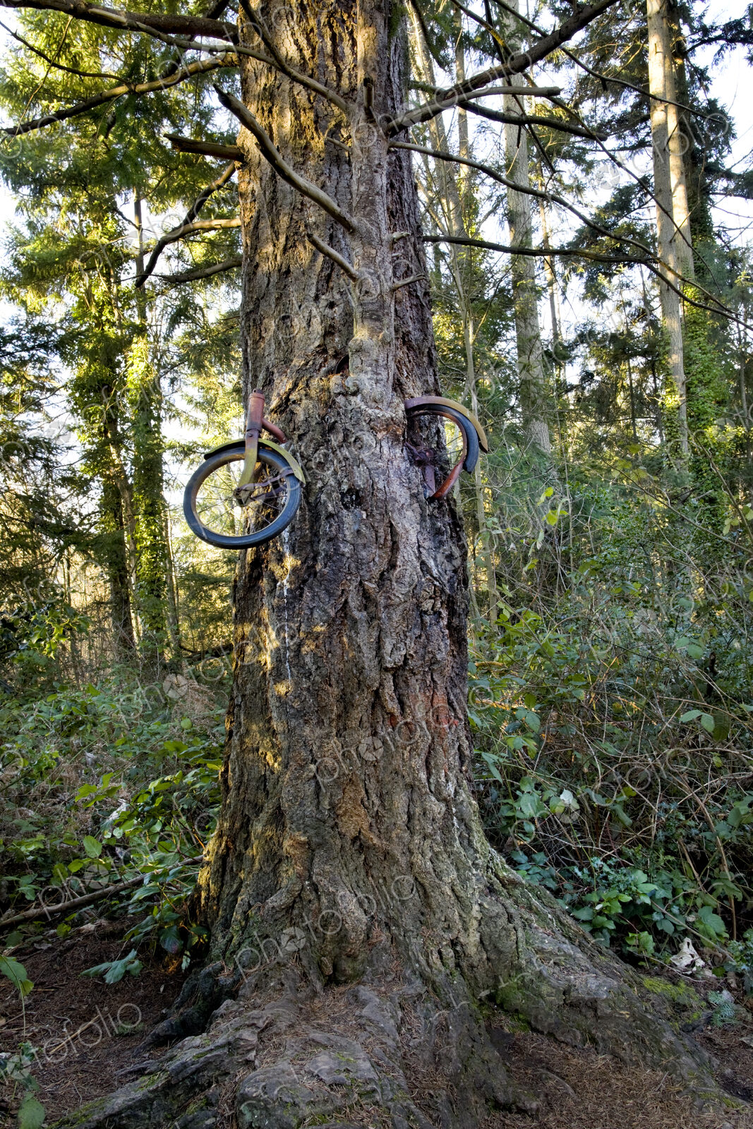 Bicycle lodged in tree in forest
