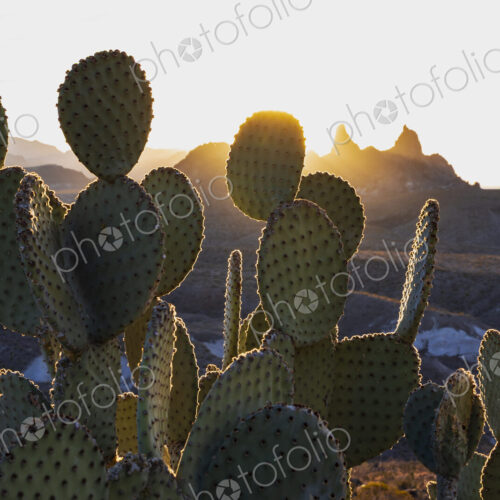 Big Bend National park, sun behind the Mule Ears cactus plants, Opuntia microdasys