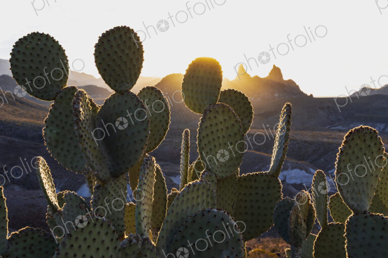 Big Bend National park, sun behind the Mule Ears cactus plants, Opuntia microdasys