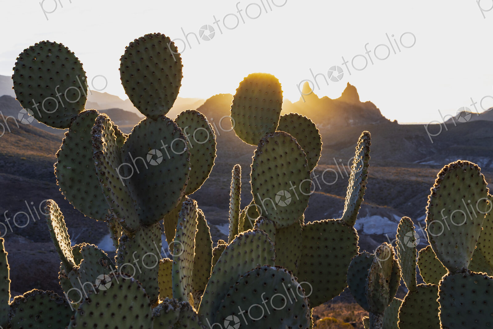 Big Bend National park, sun behind the Mule Ears cactus plants, Opuntia microdasys