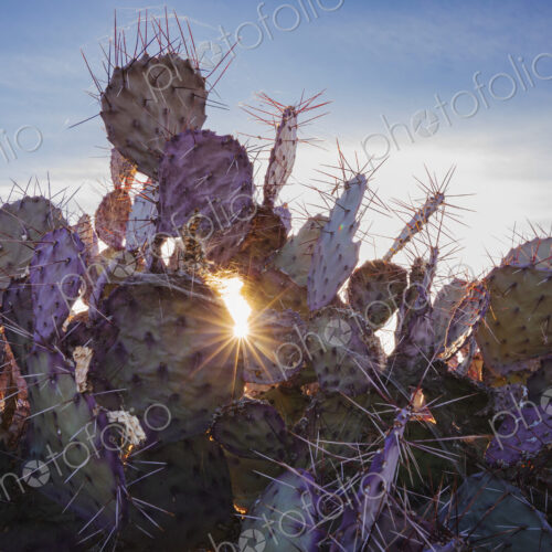 Big Bend National park, sun behind the Mule Ears cactus plants, Opuntia microdasys