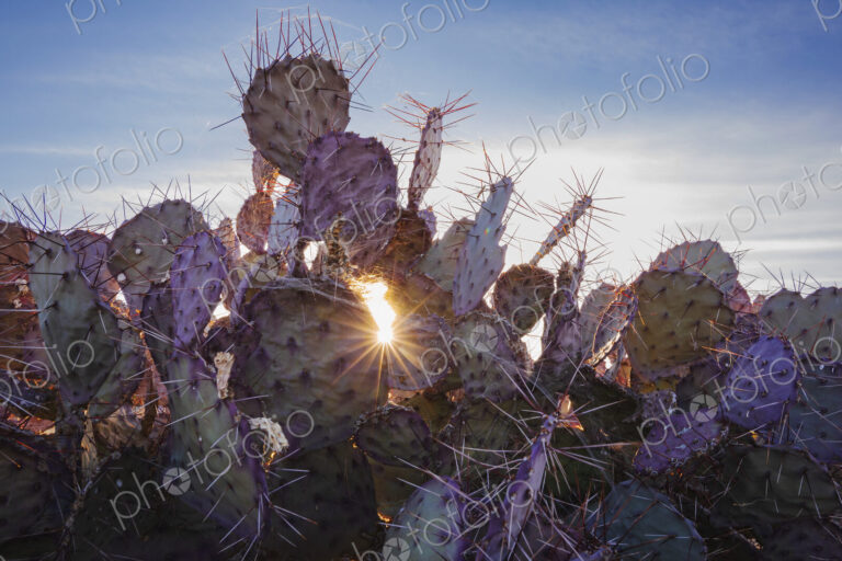 Big Bend National park, sun behind the Mule Ears cactus plants, Opuntia microdasys