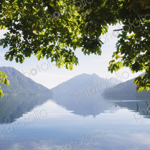 Big Leaf maple tree framing Lake Crescent in Calallam County, Washington, USA Big Leaf maple tree framing Lake Crescent in Calallam County, Washington, USA