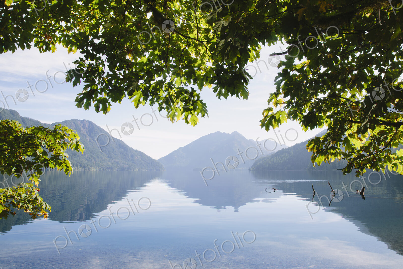 Big Leaf maple tree framing Lake Crescent in Calallam County, Washington, USA