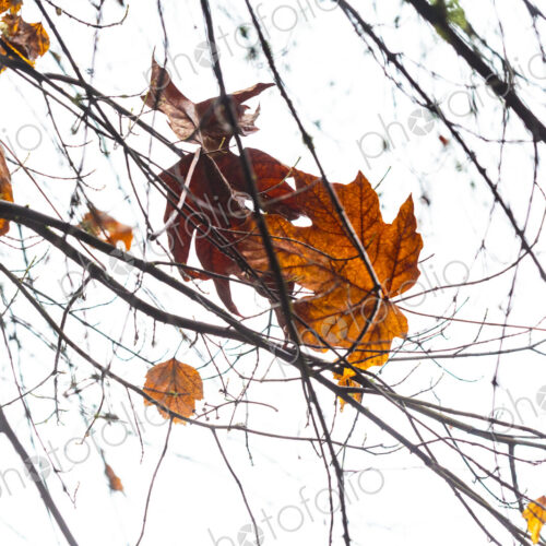 Big leaf maple leaf during Autumn suspsended by leafless tree branches, Seattle, WA USA Big leaf maple leaf during Autumn suspsended by leafless tree branches, Seattle, WA USA