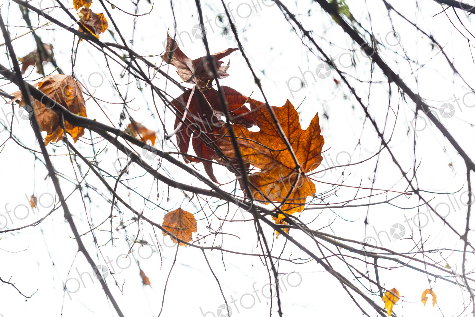 Big leaf maple leaf during Autumn suspsended by leafless tree branches, Seattle, WA USA