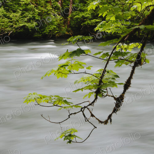 Big leaf maple tree (Acer macrophyllum) and Dosewallips River, Olympic NP