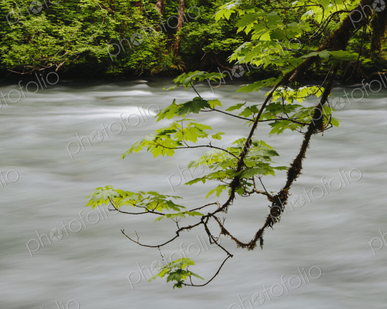 Big leaf maple tree (Acer macrophyllum) and Dosewallips River, Olympic NP