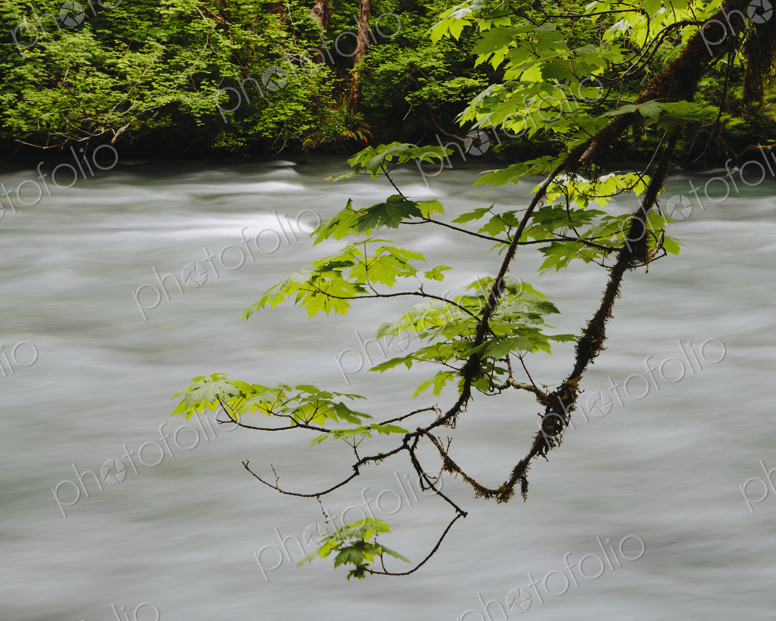 Big leaf maple tree (Acer macrophyllum) and Dosewallips River, Olympic NP