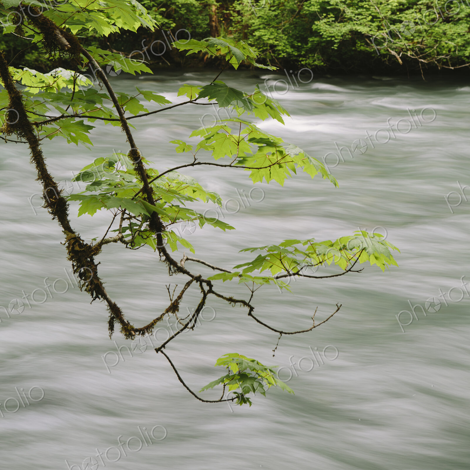 Big leaf maple tree (Acer macrophyllum) and Dosewallips River, Olympic NP