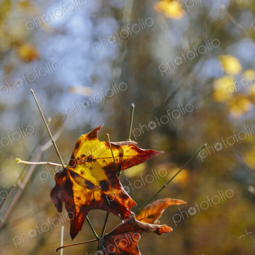 Bigleaf maple leaf (Acer macrophyllum) in autumn, caught in small tree branch Bigleaf maple leaf (Acer macrophyllum) in autumn, caught in small tree branch