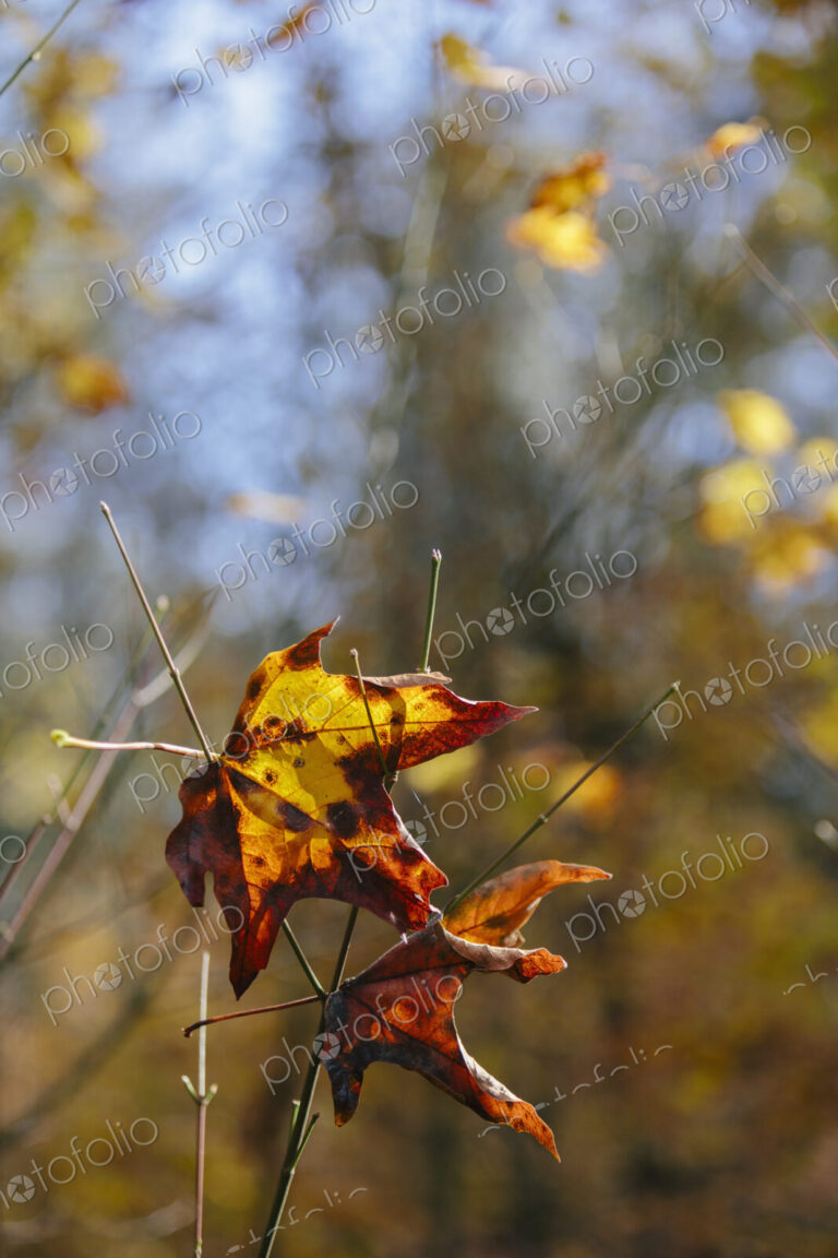 Bigleaf maple leaf (Acer macrophyllum) in autumn, caught in small tree branch