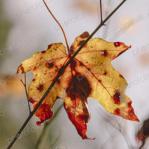 Bigleaf maple leaf (Acer macrophyllum) in autumn, caught in small tree branch Bigleaf maple leaf (Acer macrophyllum) in autumn, caught in small tree branch
