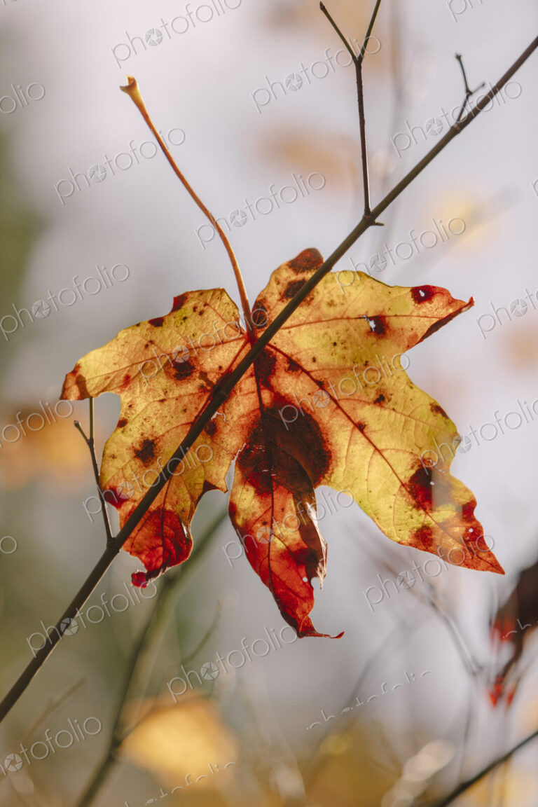 Bigleaf maple leaf (Acer macrophyllum) in autumn, caught in small tree branch