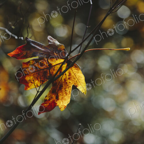 Bigleaf maple leaf (Acer macrophyllum) in autumn, caught in small tree branch Bigleaf maple leaf (Acer macrophyllum) in autumn, caught in small tree branch