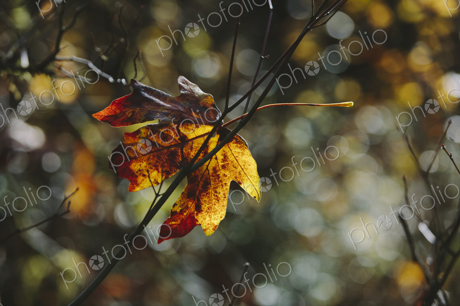 Bigleaf maple leaf (Acer macrophyllum) in autumn, caught in small tree branch