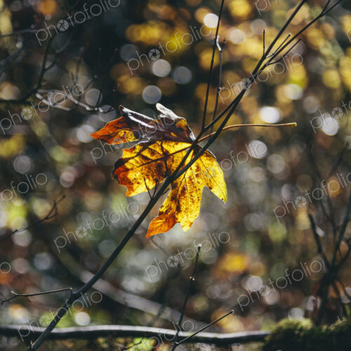 Bigleaf maple leaf (Acer macrophyllum) in autumn, caught in small tree branch Bigleaf maple leaf (Acer macrophyllum) in autumn, caught in small tree branch