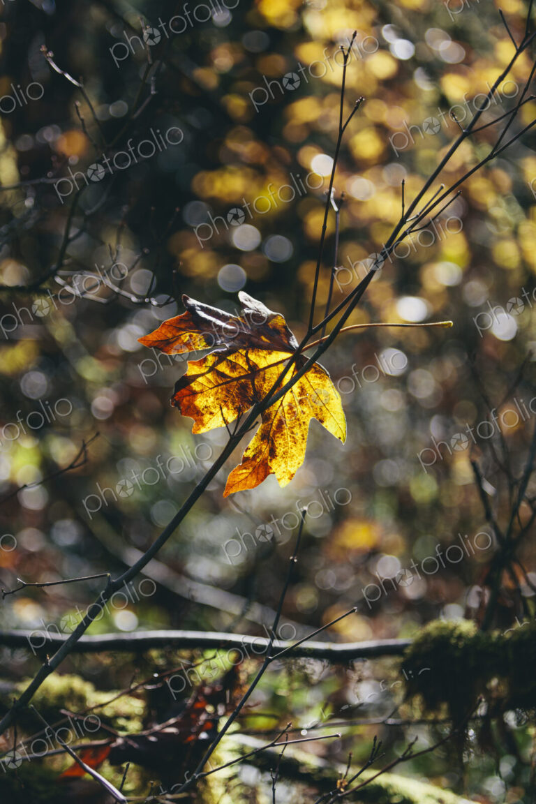 Bigleaf maple leaf (Acer macrophyllum) in autumn, caught in small tree branch