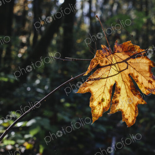 Bigleaf maple leaf (Acer macrophyllum) in autumn, caught in small tree branch, lush… Bigleaf maple leaf (Acer macrophyllum) in autumn, caught in small tree branch, lush…