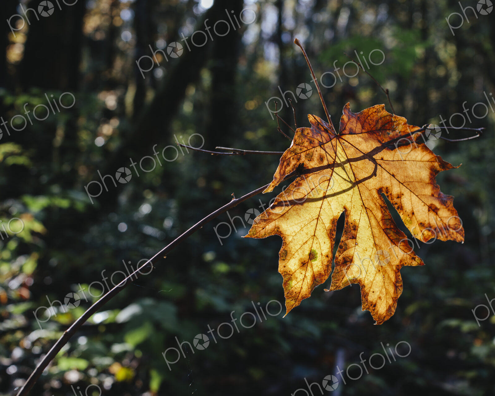 Bigleaf maple leaf (Acer macrophyllum) in autumn, caught in small tree branch, lush…