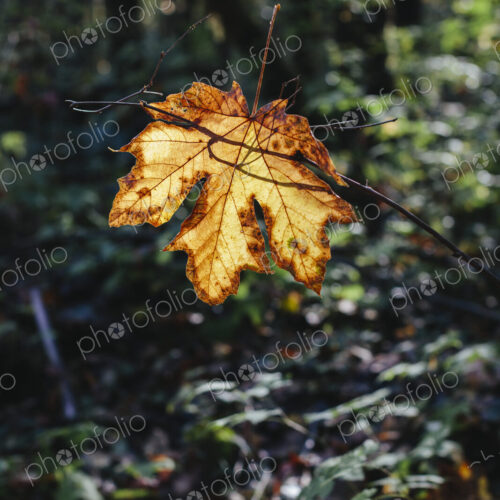 Bigleaf maple leaf (Acer macrophyllum) in autumn, caught in small tree branch, lush… Bigleaf maple leaf (Acer macrophyllum) in autumn, caught in small tree branch, lush…