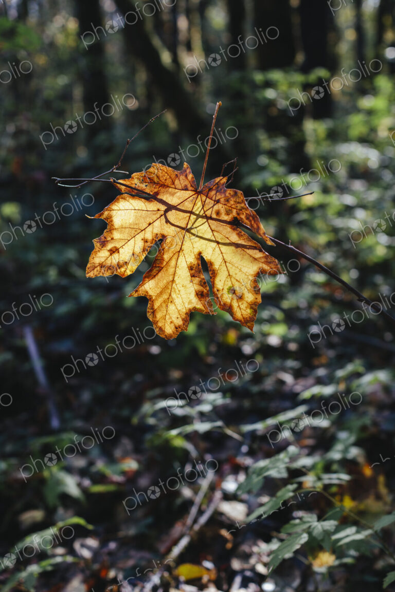 Bigleaf maple leaf (Acer macrophyllum) in autumn, caught in small tree branch, lush…