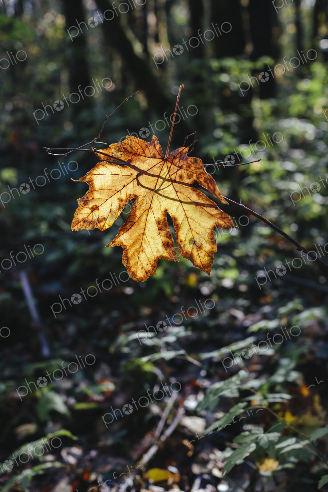 Bigleaf maple leaf (Acer macrophyllum) in autumn, caught in small tree branch, lush…
