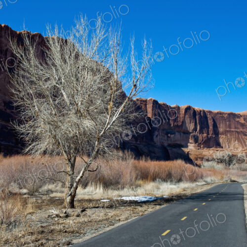 Bike Path in the Desert