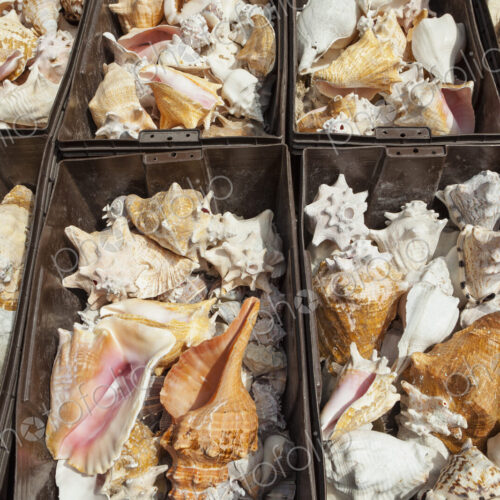 Bins of conch shells on a stall
