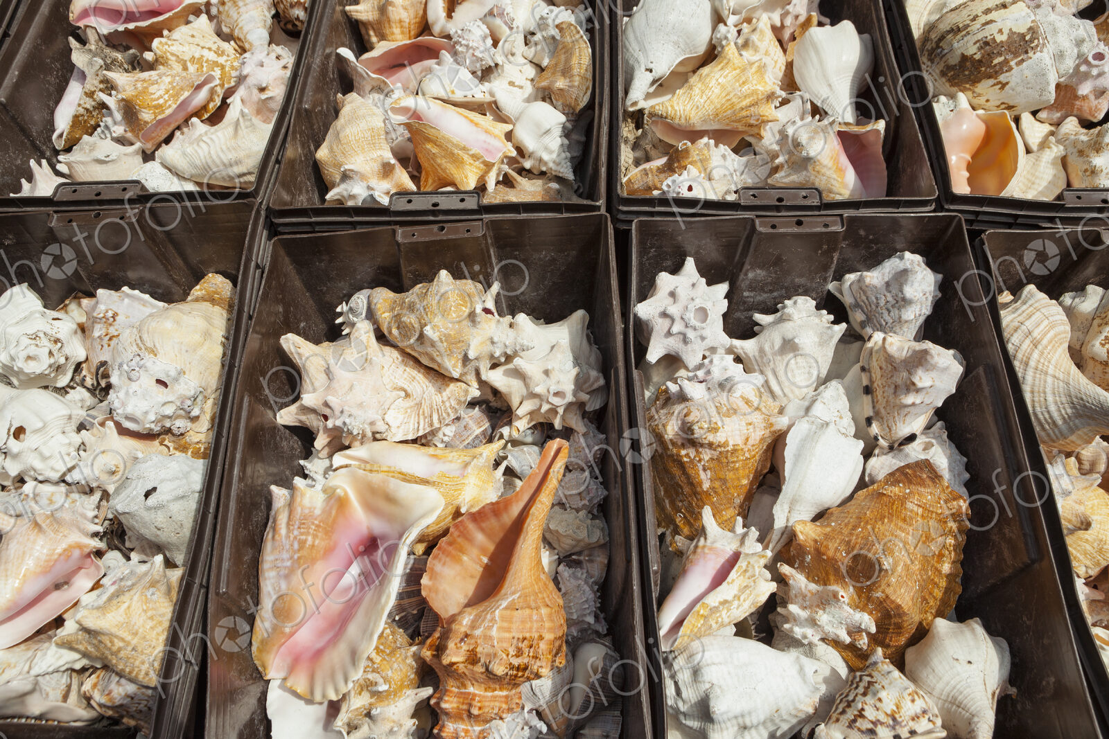 Bins of conch shells on a stall