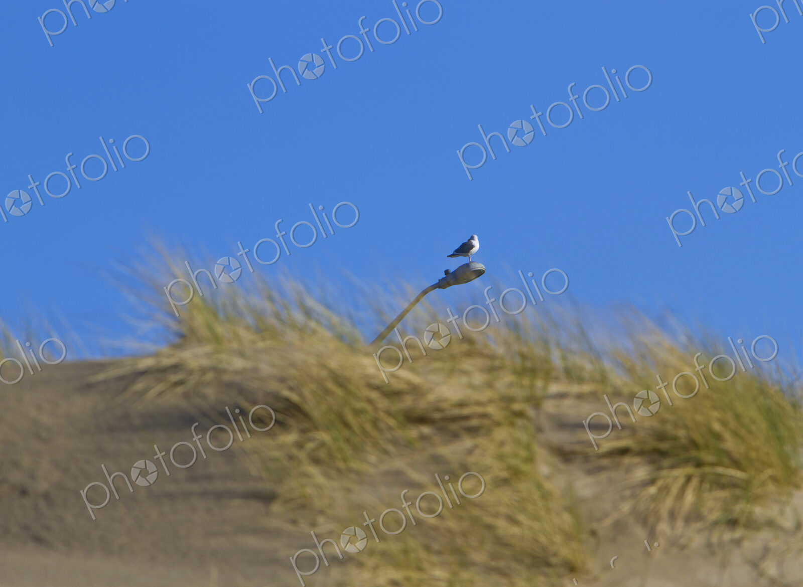 Bird on a Lamp Post