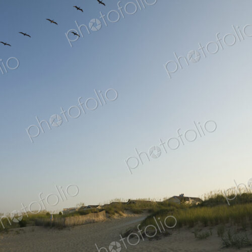 Birds Flying Over Beach Birds Flying Over Beach