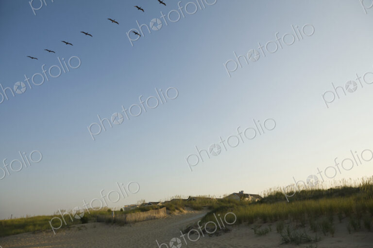 Birds Flying Over Beach