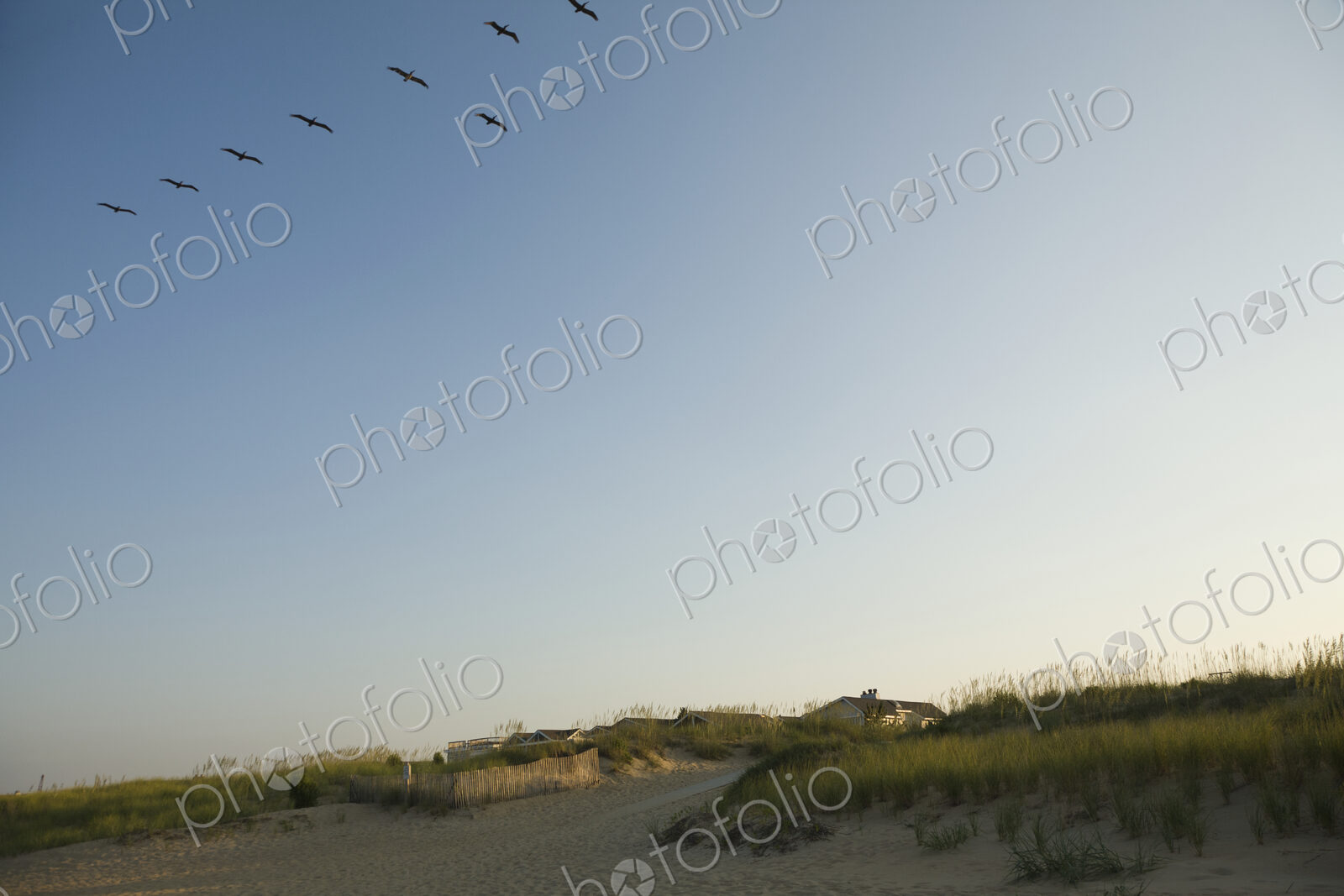 Birds Flying Over Beach