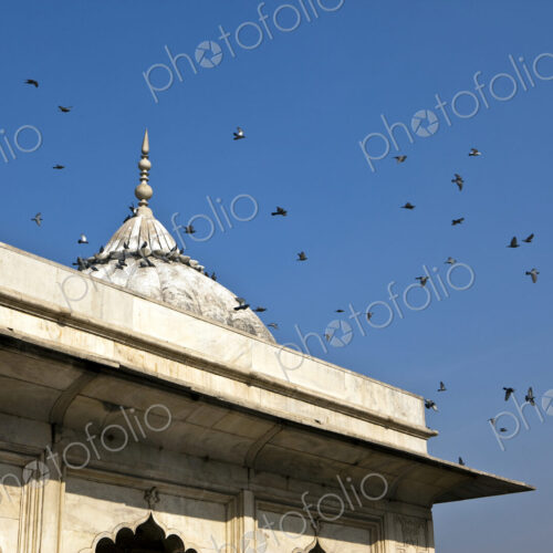 Birds Flying over Red Fort Complex Birds Flying over Red Fort Complex