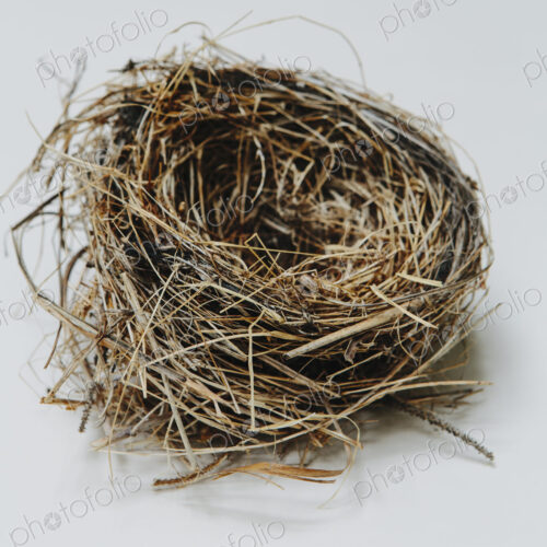 Birds nest, close up