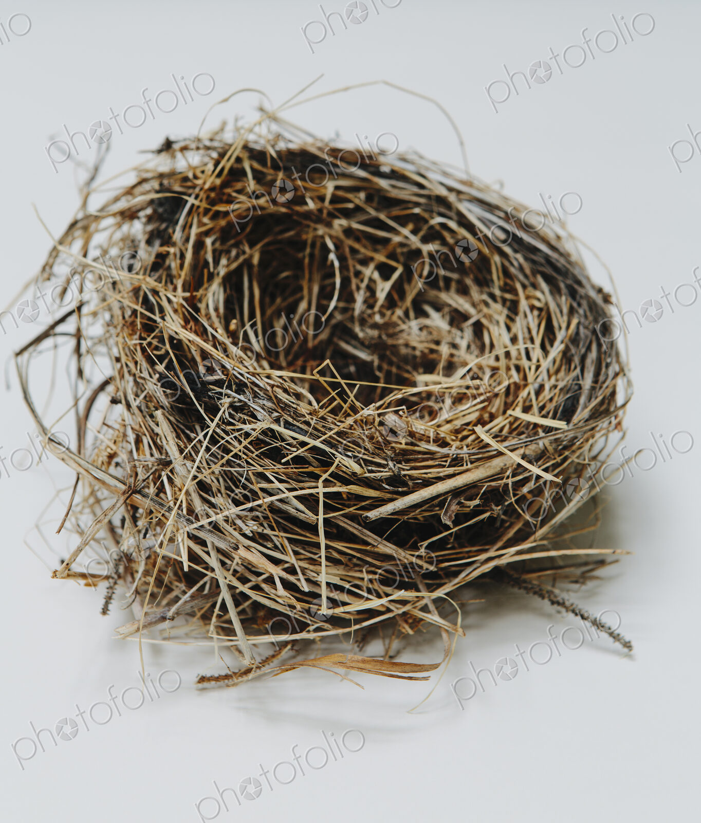 Birds nest, close up
