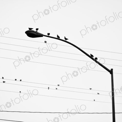 Birds on Power Lines and Lamp Post Birds on Power Lines and Lamp Post