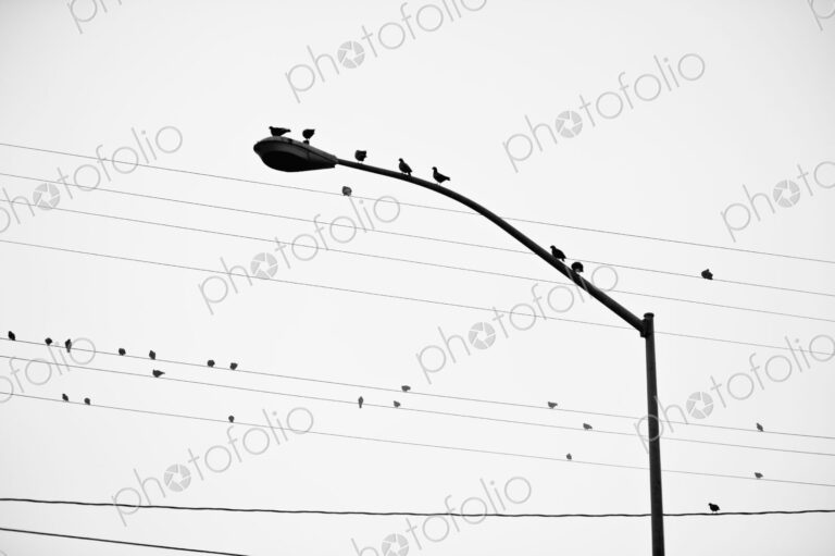 Birds on Power Lines and Lamp Post