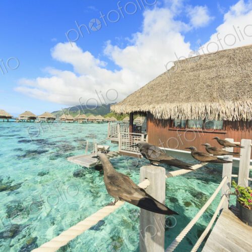 Birds perched on bungalow railing, Bora Bora, French Polynesia Birds perched on bungalow railing, Bora Bora, French Polynesia