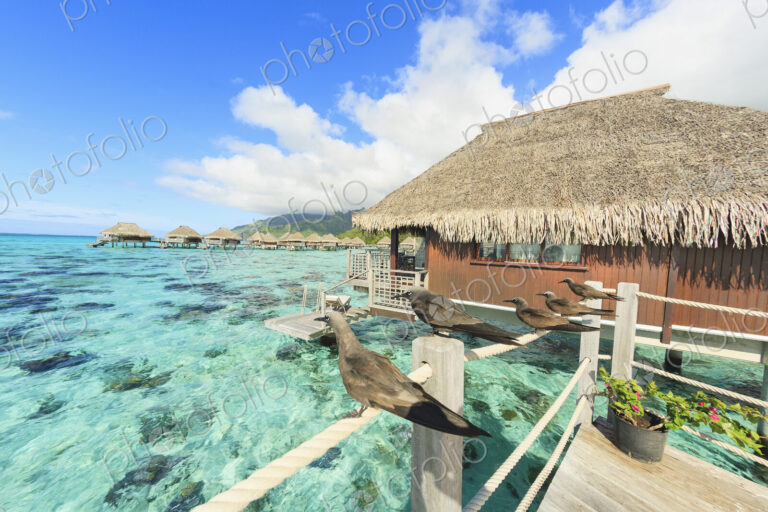 Birds perched on bungalow railing, Bora Bora, French Polynesia
