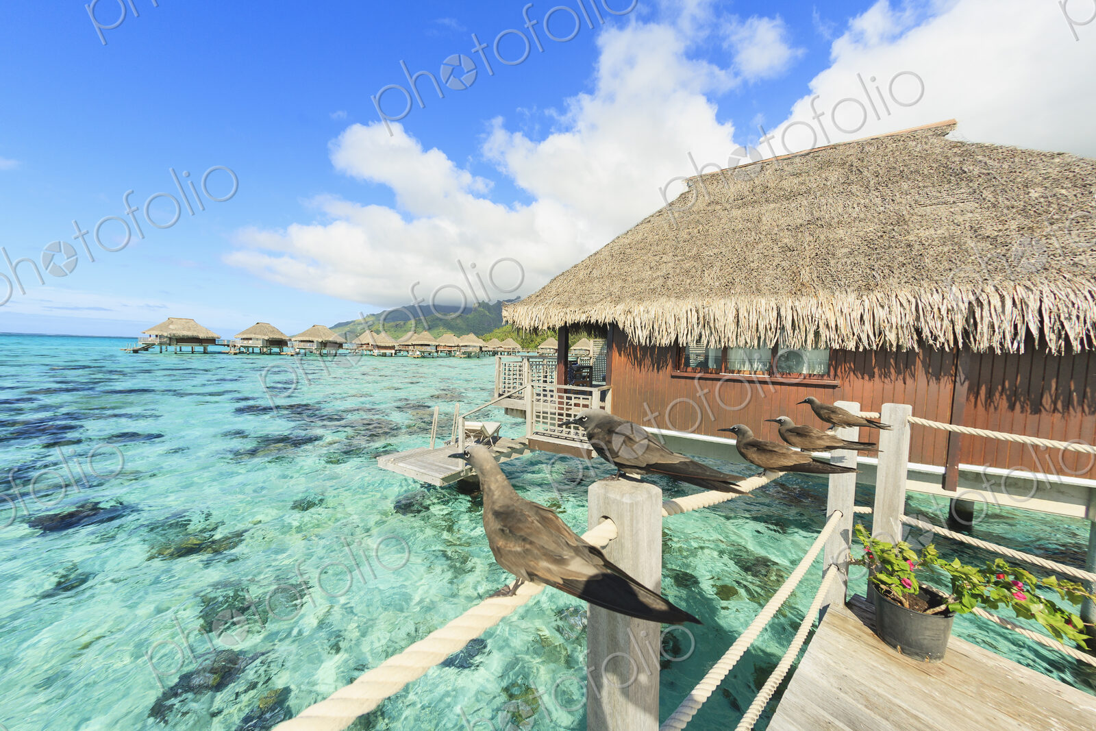Birds perched on bungalow railing, Bora Bora, French Polynesia