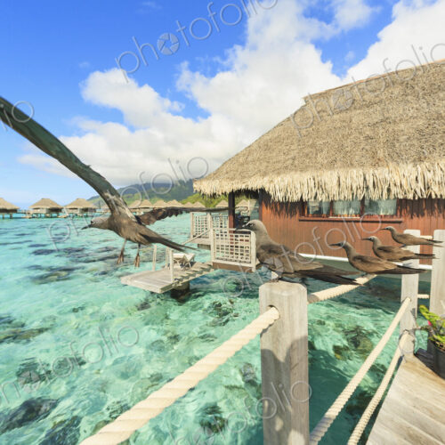 Birds perched on bungalow railing, Bora Bora, French Polynesia Birds perched on bungalow railing, Bora Bora, French Polynesia