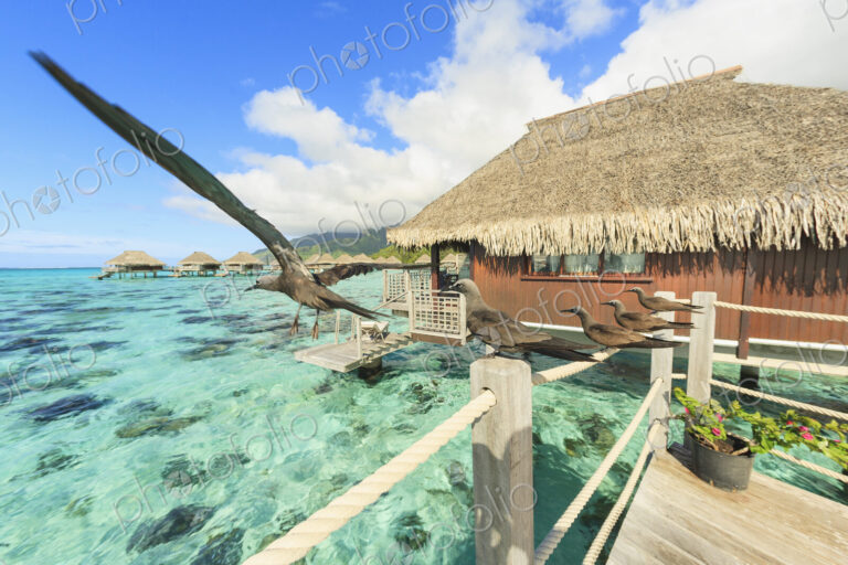 Birds perched on bungalow railing, Bora Bora, French Polynesia