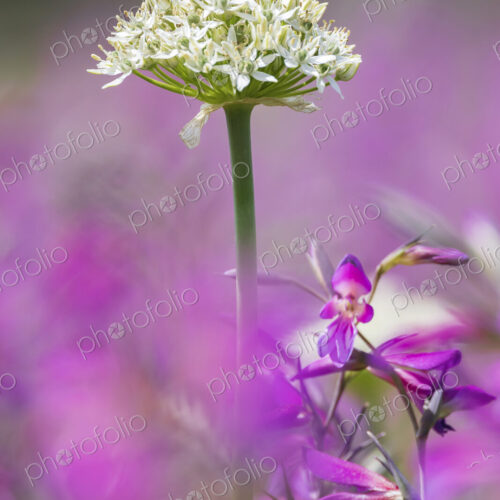 Black Garlic plant in flower, Allium Nigrum,