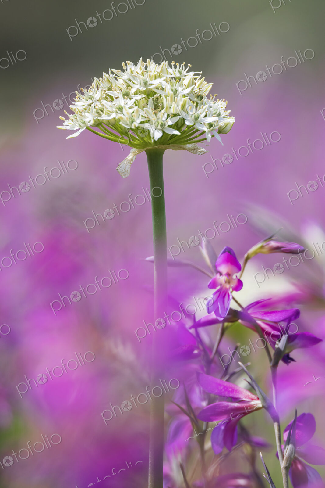 Black Garlic plant in flower, Allium Nigrum,